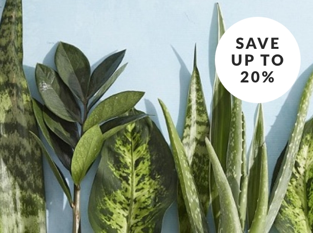 House Plants & Indoor Plant Gifts